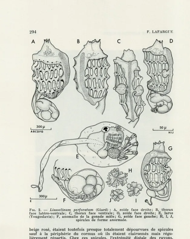 FIG.   2.  —  Lissoclinum  perforatum  (Giard)  :   A,   zoïde  face  droite;   B,   thorax  face  latéro-ventrale;  C,  thorax  face  ventrale;   0,   zoïde  face  droite;  E,  larve  (Yougoslavie);   F,   anomalie  de  la  gonade  mâle;  G,  zoïde  face 