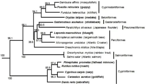 Figure 5: Arbre phylogénétique du récepteur ERα chez les poissons téléostéens (issu  de Tohyama et al., 2016)