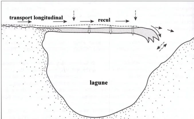 Figure 6 : Recul du front de la flèche par une réduction des apports sédimentaires (Van Rijn, 1998,  modifié)