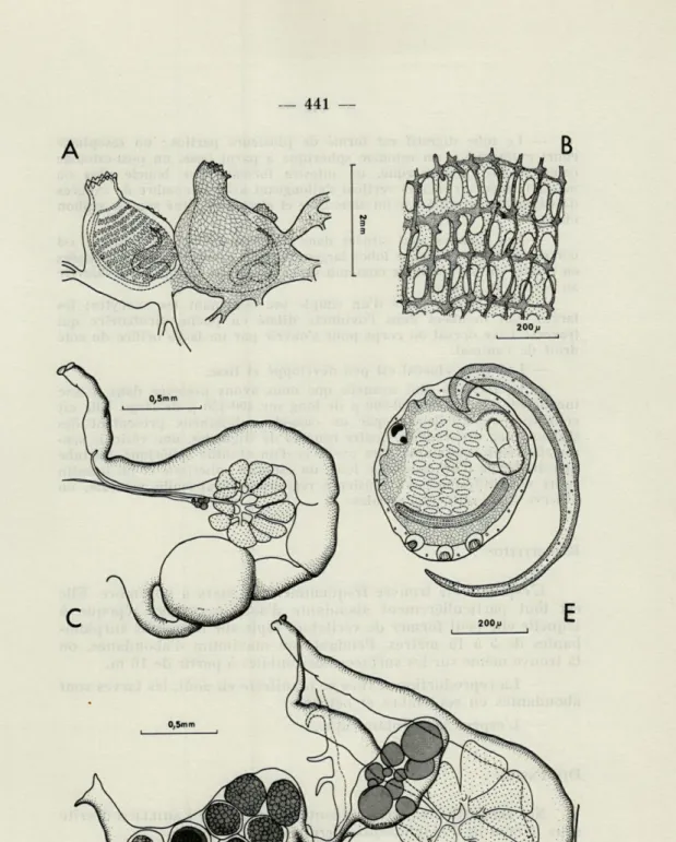FIG.  1.   —  Ecteinascidia  herdmani  (Lahille, 1890);  A,   vue  générale; B, 