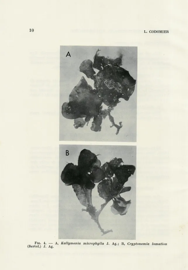 FIG.  4.   —  A,  Kallymenia  microphylla J.   Ag.;  B,  Cryptonemia  lomation  (Bertol.)  J