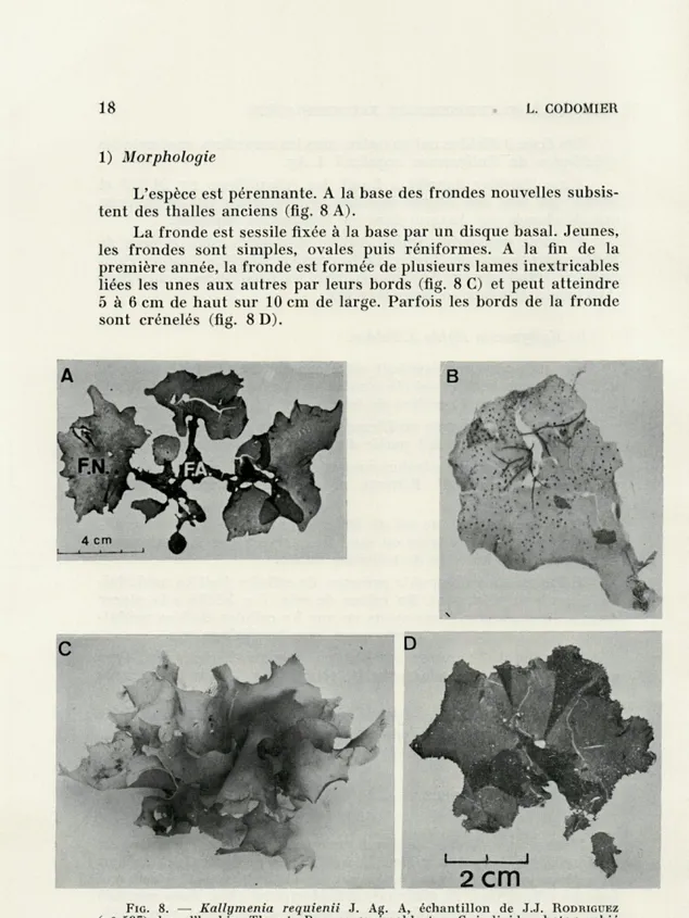 FIG.   8.  •  Kallymenia  requienii  3.  Ag.  A,  échantillon  de   J.J.  RODRIGUEZ 