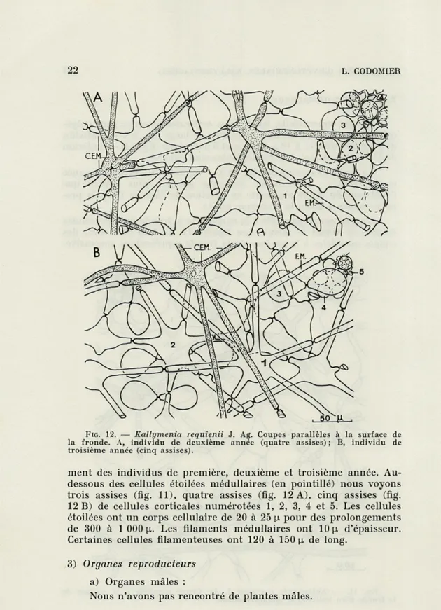 FIG.   12.   —   Kallymenia  requienii   J.   Ag.  Coupes  parallèles  à  la  surface  de  la  fronde