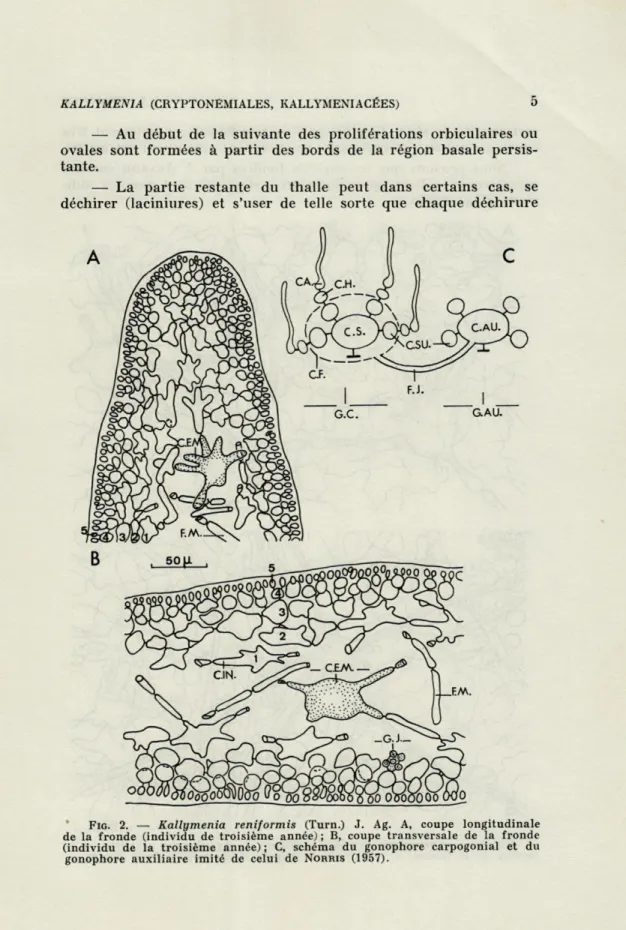 FIG.   2.  —  Kallymenia  reniformis  (Turn.) J.   Ag.  A,  coupe  longitudinale  de  la  fronde  (individu  de  troisième  année)  ;  B,  coupe  transversale  de  la  fronde  (individu  de  la  troisième  année)  ;  C,  schéma  du  gonophore  carpogonial 