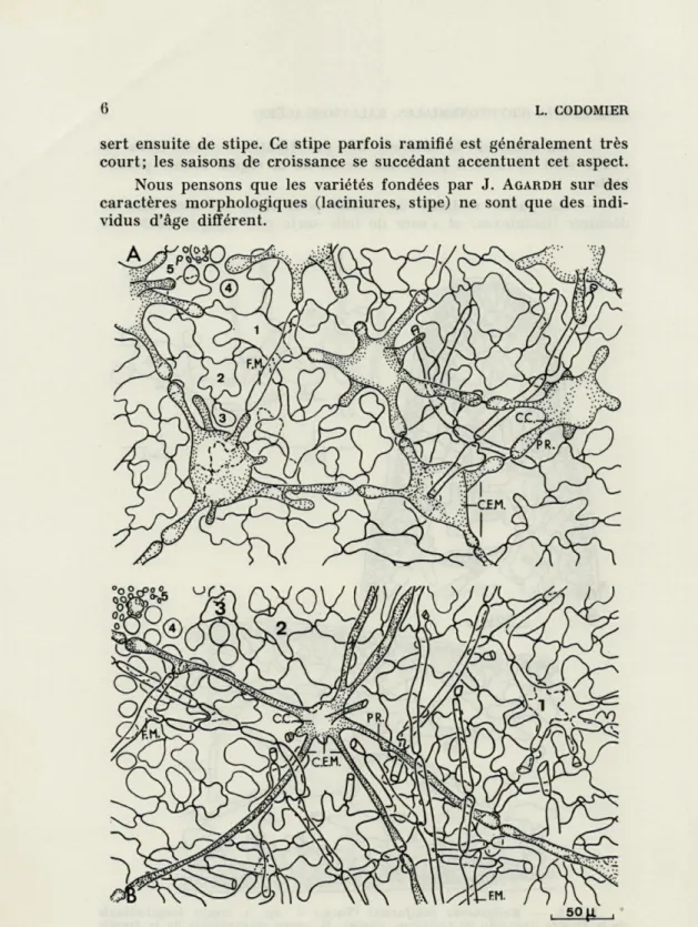 FIG.  3.   —   Kallymenia  reniformis  (Turn.) J.   Ag.  Coupes  parallèles  à  la  surface  de  la  fronde