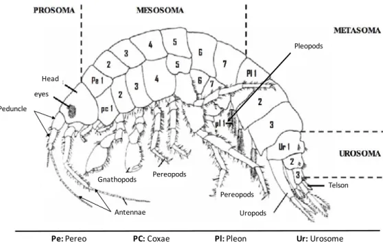 Figure P2. 5. General morphology of Gammarus sp. Adapted from Felten 2003. 