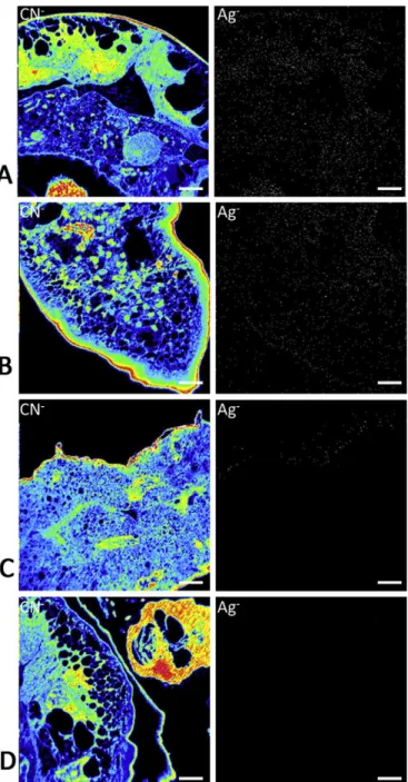 Fig. 2. Elemental distribution of 12 C 14 N − cluster and 109 Ag − ion in 300 nm cuts of gills