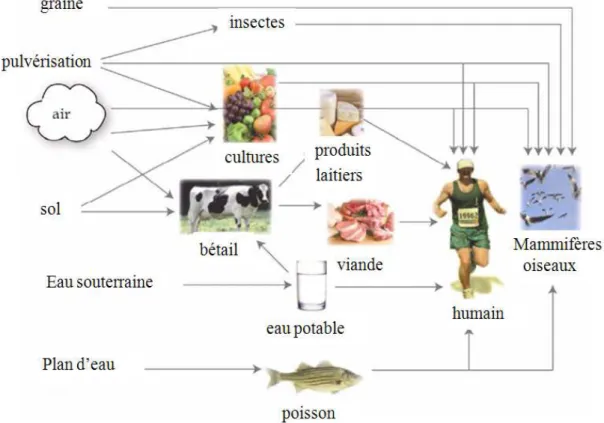 Figure 2: Les diverses voies possibles d’exposition de l’homme et des consommateurs terminaux   aux micropolluants (adapté de WHO, 2001) 