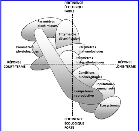 Figure  3 :  Evaluation  de  l’effet  toxique  d’un  agent  polluant  à  différents  niveaux  d’organisation  biologique  d’Adams  et  al