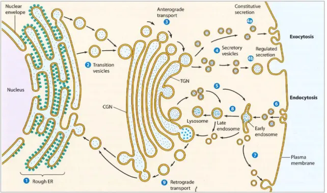Figure 6 : Les différentes voies de transport vésiculaire au sein des cellules  (Becker, Kleinsmith, Hardin and Bertoni: The world of the cell, 7 th  edition) 