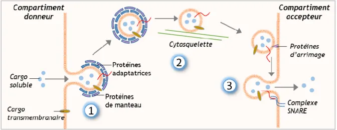 Figure  7  :  Représentation  des  étapes  génériques  du  trafic  vésiculaire  entre  deux  compartiments cellulaires 