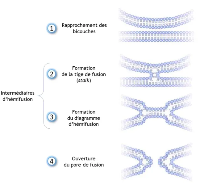 Figure 10 : Les étapes de la fusion membranaire selon le modèle de la tige de fusion  (Adapté de Jackson et Chapman, 2008) 
