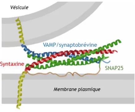 Figure  11  :  Exemple  de  l’organisation  structurale  du  complexe  SNARE  à  la  membrane  plasmique au niveau de l’élément présynaptique 