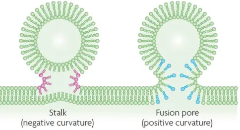 Figure 13 : Modèle de l’influence de la géométrie des phospholipides sur les étapes de la  fusion membranaire 