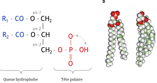 Figure 14 : Structure de l’acide phosphatidique (PA) et importance des chaînes d’acides  gras 