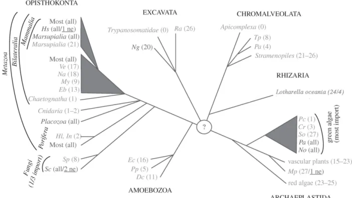 Figure 5. Occurrence and distribution of mitochondrial tRNA import (adapted from Lithgow and Schneider,  2010)