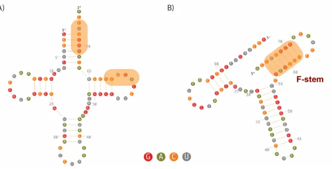 Figure 7. Secondary structures of tRK1. (A) classical clover-leaf structure and (B) F-form (Baleva et al, 2015)
