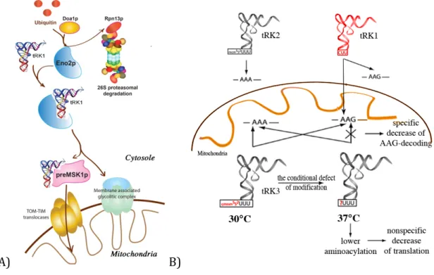 Figure 8. Mitochondrial tRK1 import in S. cerevisiae, its possible regulation, and implication in the  adaptation