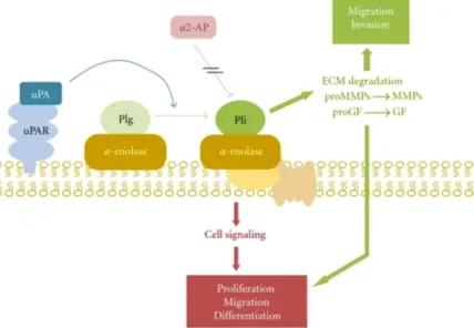 Figure 10. Scheme of α-enolase/plasminogen interaction on the cell surface. α-Enolase enhances plasminogen  activation on the cell surface, concentrates plasmin proteolytic activity on the pericellular area and protects  plasmin from its inhibitor α2-antip