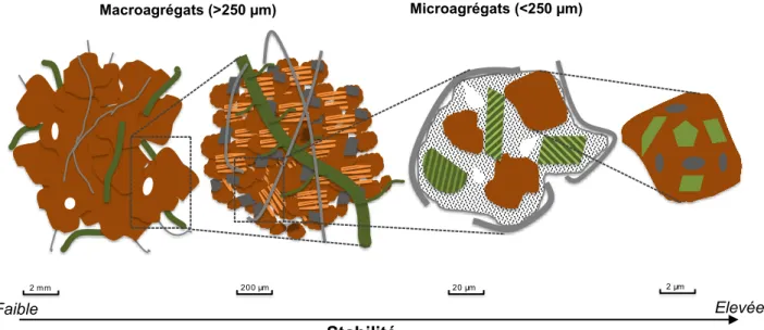 Figure I-9. Schéma présentant les 4 niveaux d'organisation des agrégats dans les sols d’après (Tisdall et al., 1982) Faible  