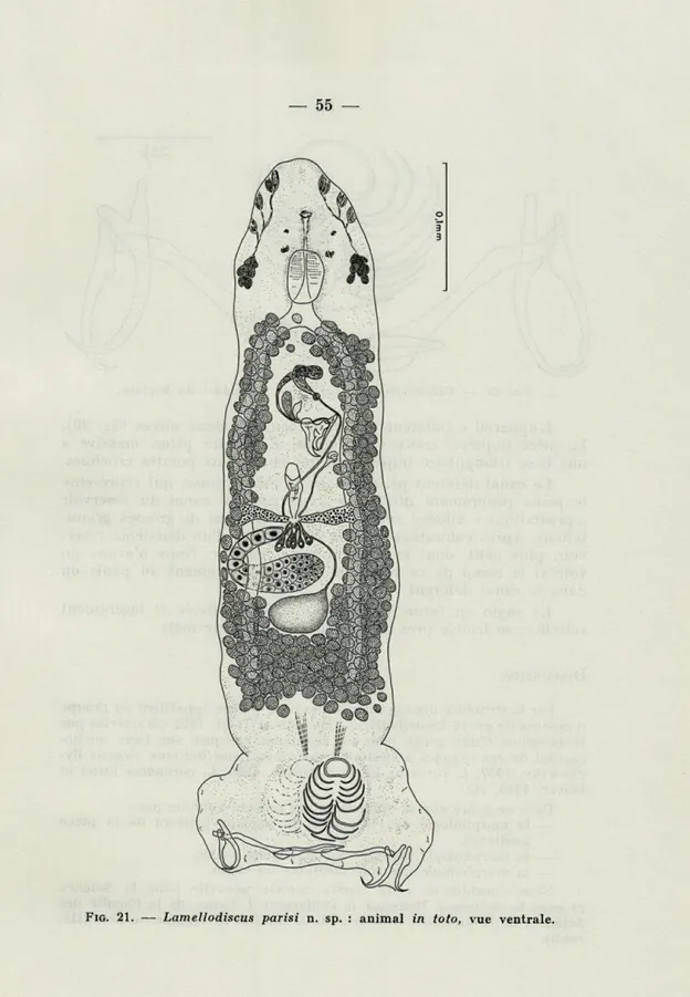 FIG.   21.  —   Lamellodiscus  parisi   n.  sp.  :  animal   in  toto,   vue  ventrale