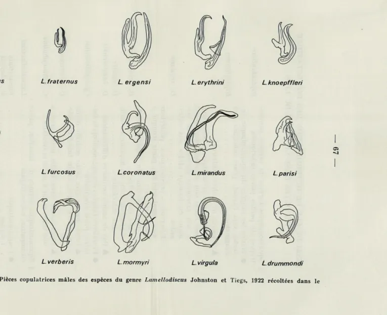 FIG.  26.   —   Pièces  copulatriees  mâles  des  espèces  du  genre  Lamellodiscus  Johnston  et  Tiegs,   1922   récoltées  dans  le  Golfe  du  Lion