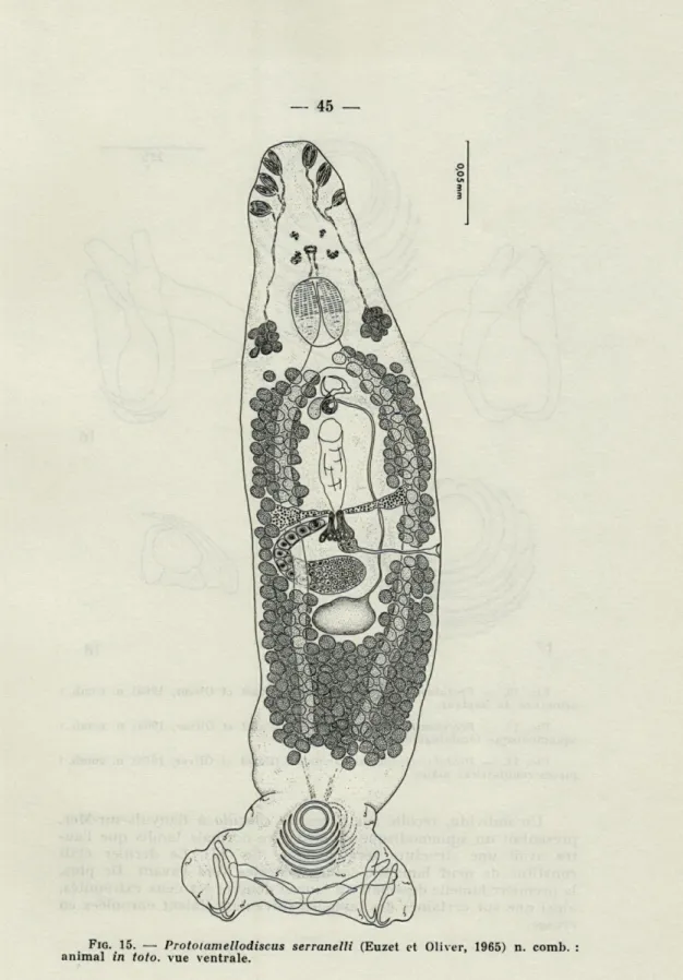 FIG.  15.  —   Protoiamellodiscus  serranelli  (Euzet  et  Oliver,   1965)   n.  comb