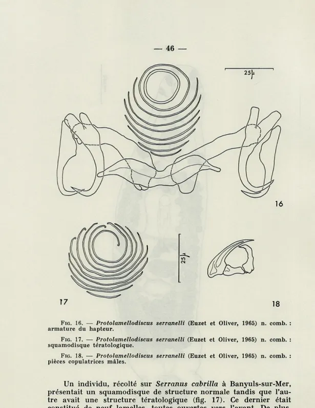 FIG.  16.  —   Protolamellodiscus  serranelli  (Euzet  et  Oliver,  1965)  n.  comb.  :  armature  du  hapteur