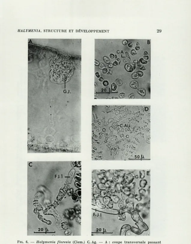 FIG.   6.   —   Halymenia  floresia  (Clem.)  C.  Ag.  —  A  :  coupe  transversale  passant  par  un  gonophore;  B  :  gonophore  carpogonial  ;  C  :  gonophore  carpogonial  après  fécondation;  D  et  E  :  gonophores  auxiliaires;  CA