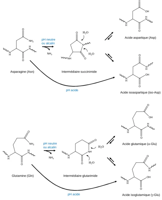 Figure 15. Les voies de la déamidation de l’asparagine et de la glutamine selon le pH