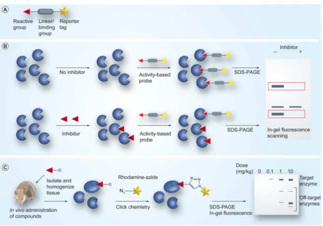 Figure  20.  Evaluation  de  la  sélectivité  globale  des  inhibiteurs  covalents  par  l’approche  ABPP  (activity-based  protein profiling) (Johnson et al., 2010)