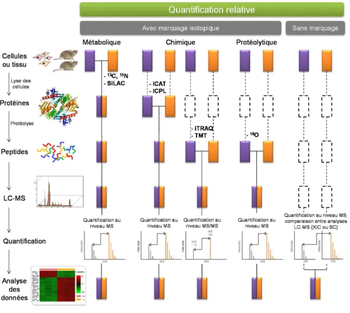Figure 28. Les différentes méthodes de quantification relative par spectrométrie de masse