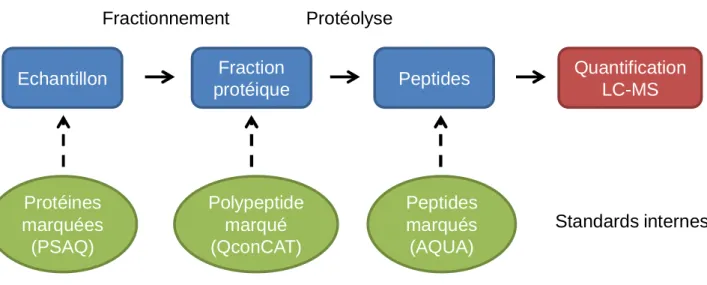 Figure 31. Stratégies utilisées pour la quantification absolue d’après (Domon and Aebersold, 2010)