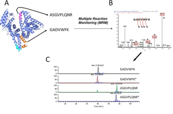 Figure 32. Quantification ciblée d’une protéine par MRM. (A) Sélection des peptides spécifiques de la protéine cible