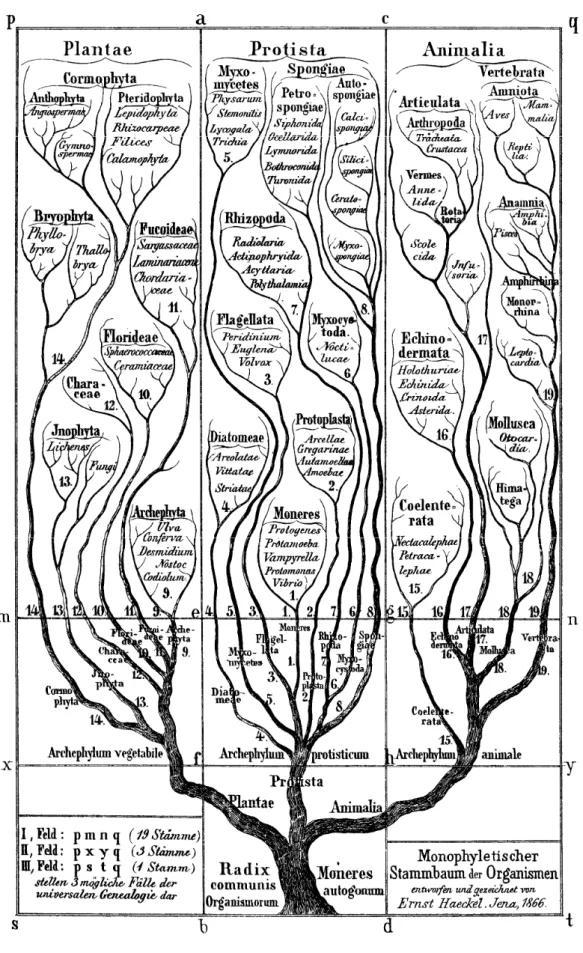 Figure 1 : Le premier arbre généalogique du vivant, publié par Haeckel. Haeckel distingue trois royaumes : les  plantes (Plantae), les protistes (Protista) et les animaux (Animalia) 