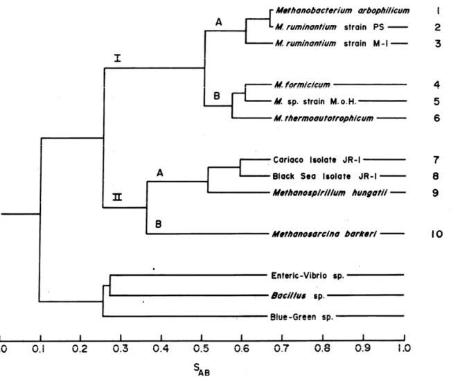 Figure 2 : Dendrogramme des relations entre les méthanogènes et les bactéries typiques