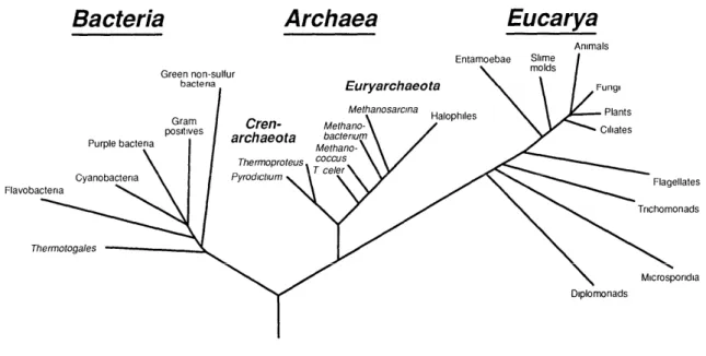 Figure 3 : Arbre phylogénétique universel raciné montrant les relations entre les trois domaines cellulaires du  vivant