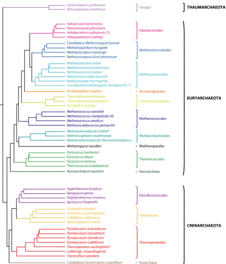 Figure 4 : Phylogénie consensuelle des Archaea. Cette phylogénie des Archaea correspond à une compilation  d’analyses récentes basées sur différents marqueurs moléculaires (à l’exception des organismes signalés par un  astérisque)