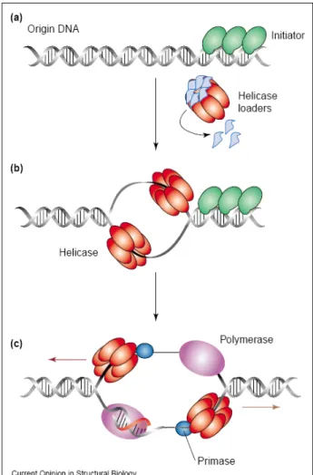Figure 5: Vue générale de l’initiation de la  réplication. (a) La ou les protéines initiatrices se  fixent à l’origine de réplication puis remodèlent  l’ADN et recrutent d’autres facteurs, dont l’hélicase