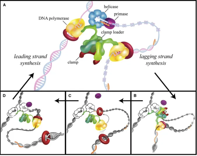 Figure 6 : Le cycle de synthèse du brin discontinu. (A) Tandis que l’ADN polymérase du brin discontinu synthétise un  fragment d’Okazaki, un nouveau facteur de processivité est ouvert et la primase initie la synthèse du fragment suivant en  déposant une am