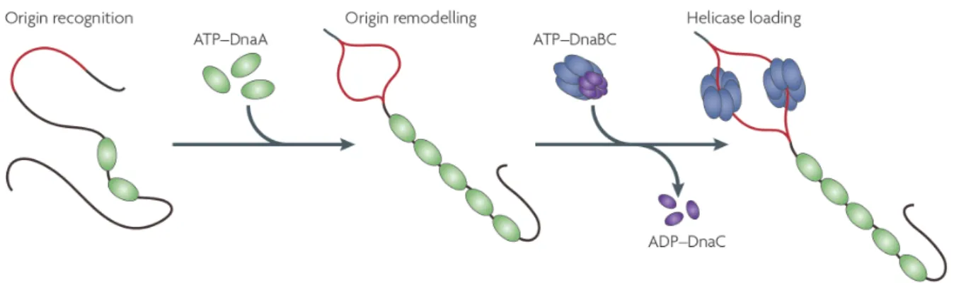 Figure 7: Remodelage de l’origine par la protéine DnaA et chargement de l’hélicase chez la bactérie modèle  Escherichia coli