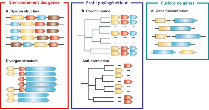 Figure 9 : Méthodes de génomique comparative basées sur l’analyse du contexte. (a) La méthode d’analyse de  l’environnement des gènes repose sur l’identification d’associations conservées de gènes en structures de type opéron  (haut) ou divergon (bas)