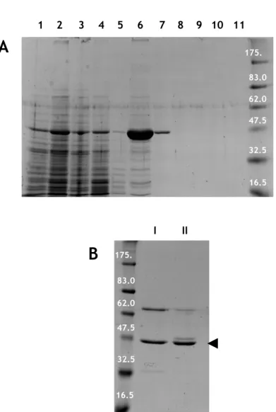 Figure I-1 : Purification de la protéine PfuCdc6/Orc1 en conditions dénaturantes. (A) La protéine PfuCdc6/Orc1  fusionnée à une étiquette hexahistidine est surproduite dans des cellules recombinantes de levure (voir Annexes,  Protocole 1)