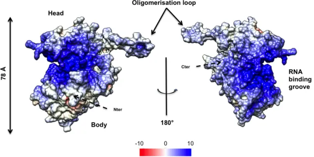 Figure 6: Surface representation of H1N1 NP (2IQH) coloured by predicted polarity using
