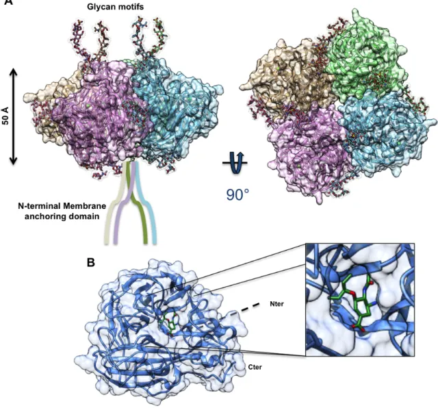 Figure  7:  Neuraminidase  structural  features.  (A)  Tetrameric  organisation  of  the  neuraminidase  (PDB  1NN2)