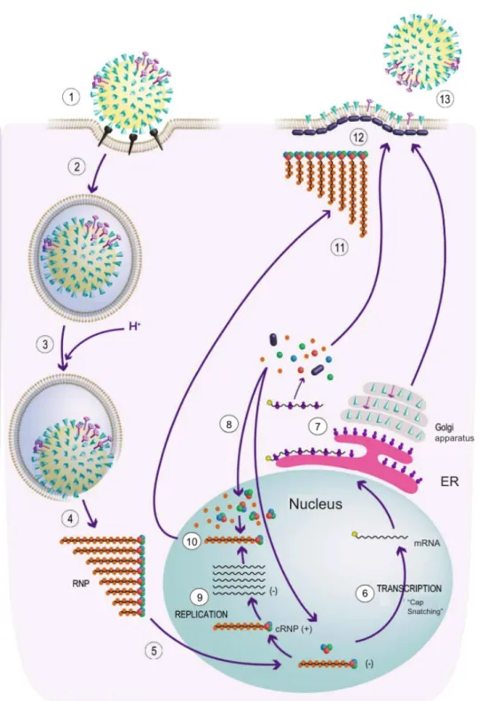 Figure 10: Influenza A virus life cycle. (1) HA mediated viral recognition of sialic moieties on the host cell  surface followed by internalisation within the endosomes (2)