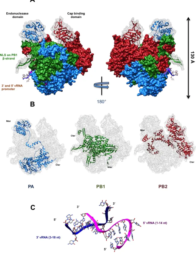 Figure 14: influenza A H17N10 overall structure. (A) Surface representation of the polymerase with PA in  blue, PB1 in green and PB2 in red