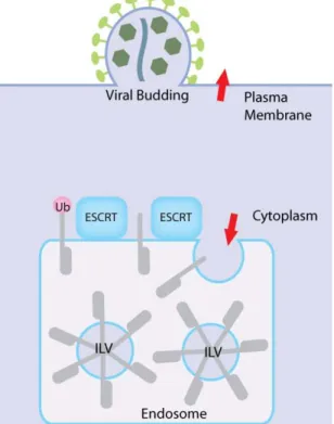Figure  5.    Enveloped  viral  budding  is  topologically  similar  to  MVB  biogenesis,  both  processes  requiring  a  deformation of membrane away from the cytosol.  