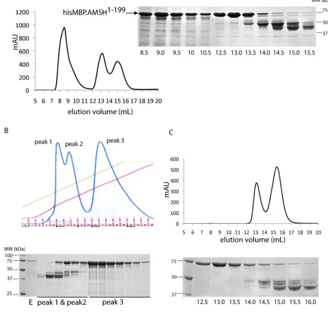 Figure 9.  AMSH 1‐199  and AMSH 1‐206  are soluble as hisMBP‐fusion proteins. 