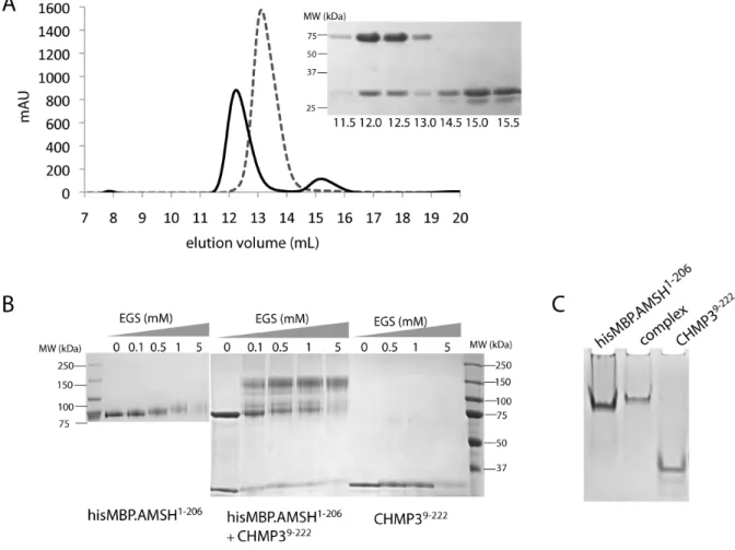 Figure 10.  The AMSH N‐terminal construct AMSH 1‐206  binds to CHMP3. 